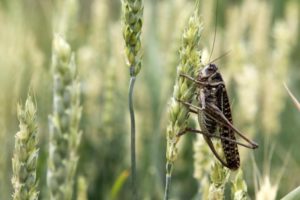 Locust on a wheat stalk